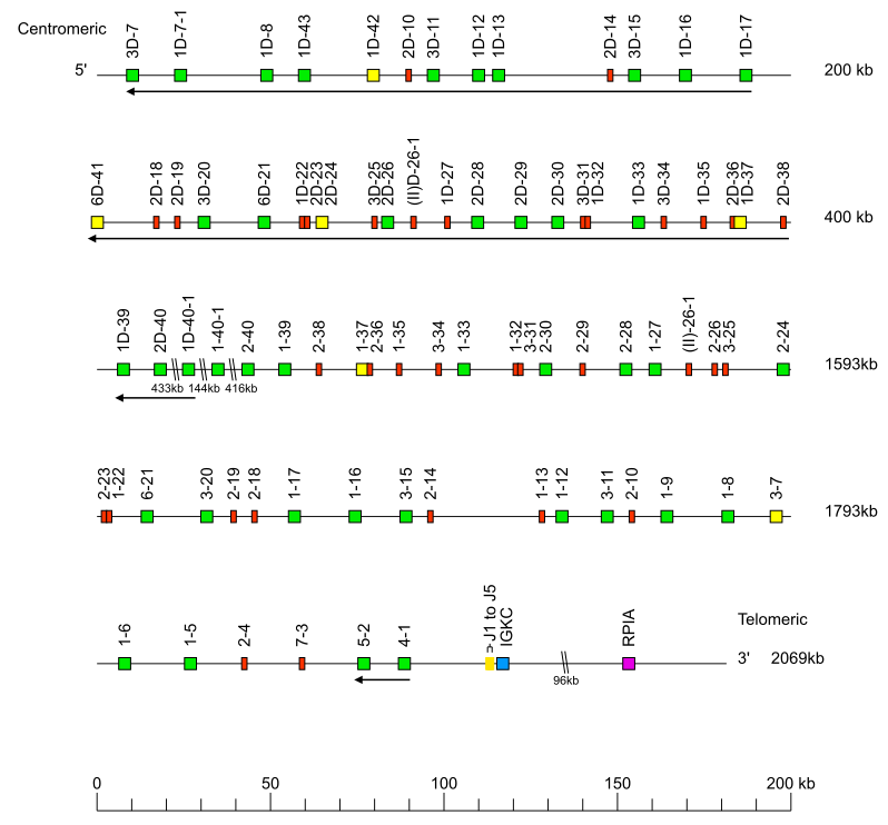Locus representation human (<em>Homo sapiens</em>) IGK locus on chromosome 2  assembly RPE1V1.1 Haplotype 2